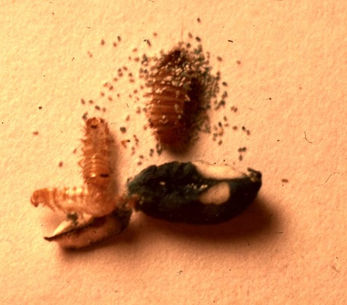 Pictures Of Carpet Beetle Eggs And Larvae Carpet Bathroom Picture
